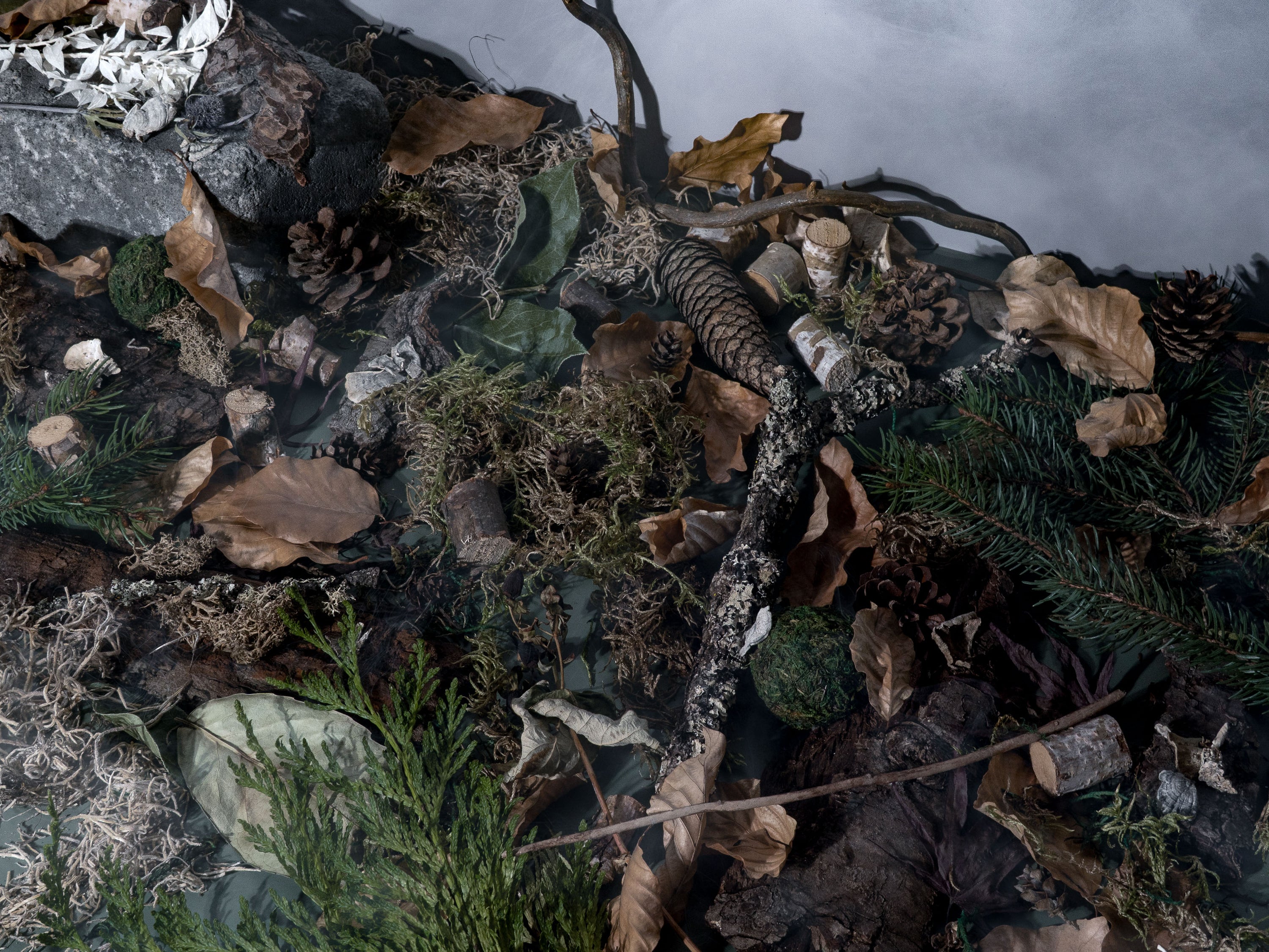 Moody forest-inspired flat lay, for a fragrance oil, featuring pinecones, dried leaves, moss, bark, twigs, evergreen branches, and rocks. The earthy composition evokes the atmosphere of a misty woodland floor, rich in natural textures and grounding fragrance notes.