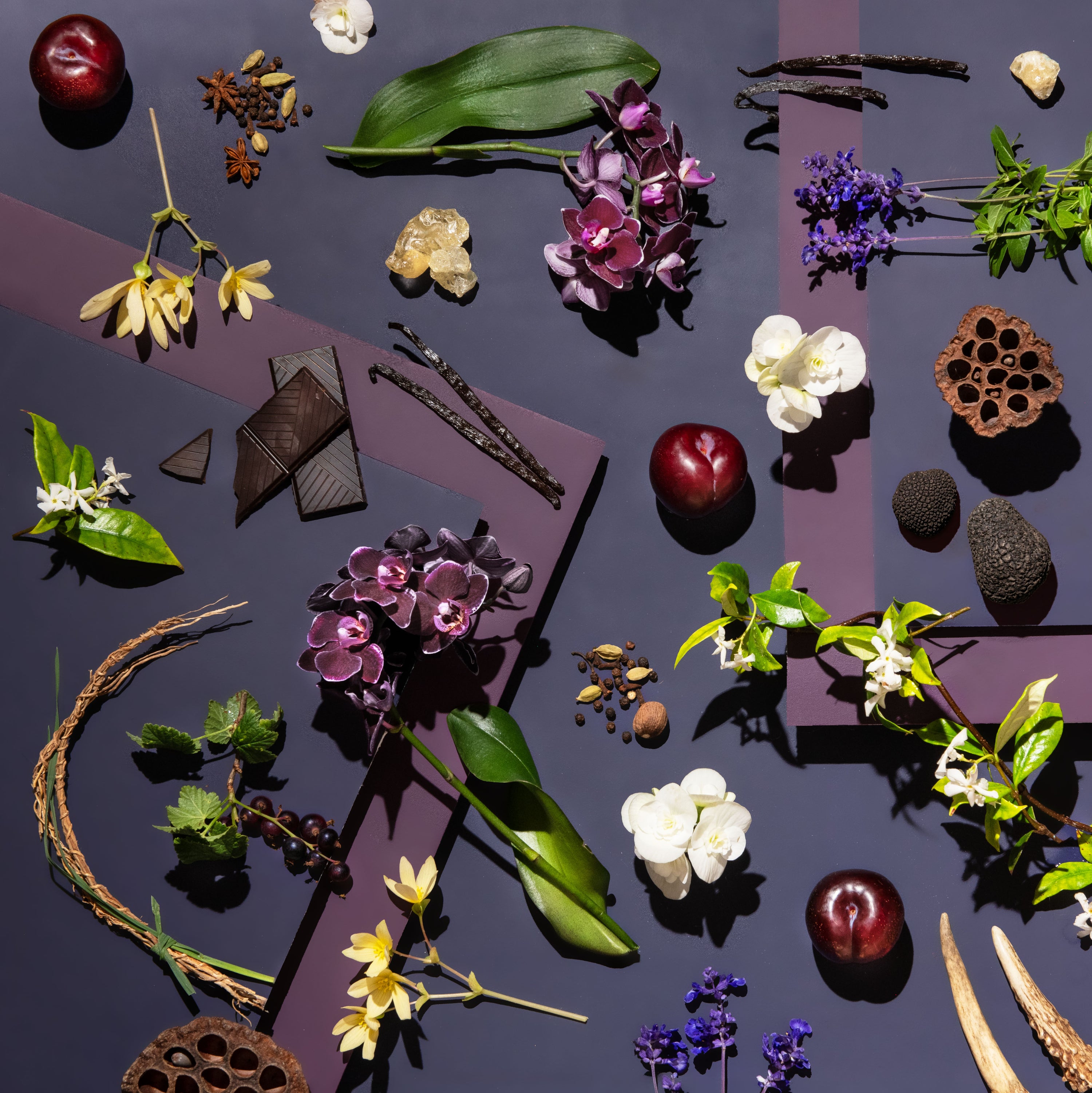 Flat lay botanical composition featuring dark purple orchids, vanilla beans, dark chocolate, plums, lavender, jasmine blossoms, black currants, spices, lotus pods, black truffle, resin, and antlers arranged on a geometric deep purple background.
