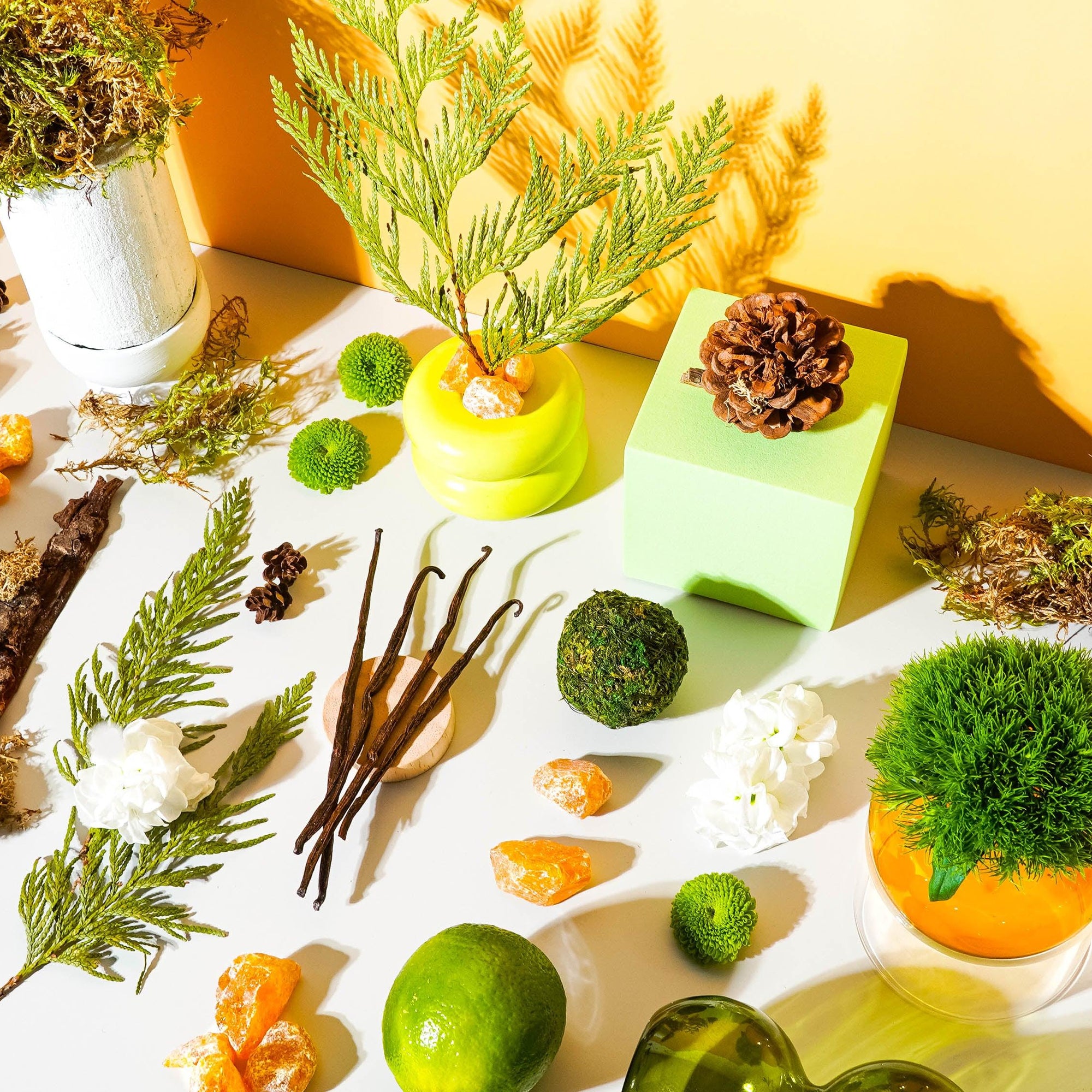 An assortment of botanicals including cedar branches, pine cones, and vanilla pods arranged against a yellow and white background, representing the natural ingredients of the fragrance oil.