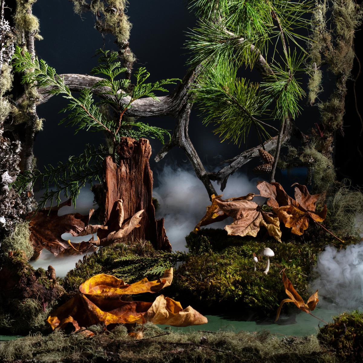 Moody woodland scene with cedar and pine branches, moss-covered logs, fallen autumn leaves, small mushrooms and mist drifting across the forest floor.
