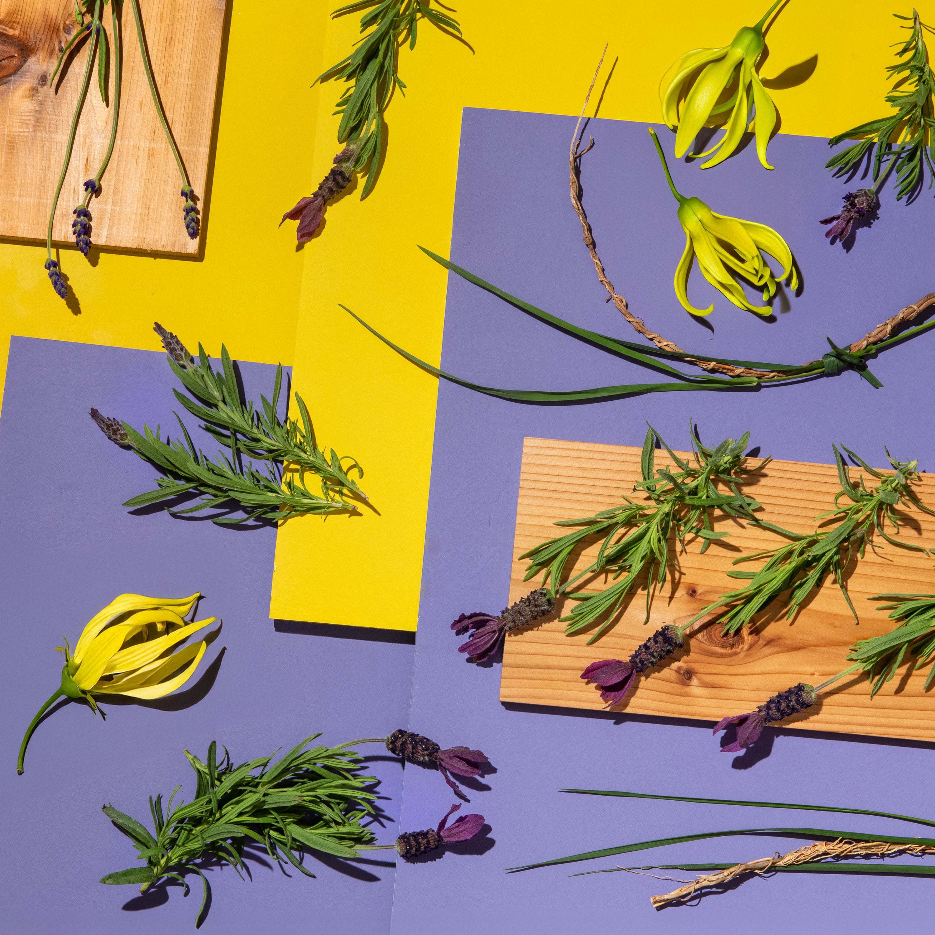 Herbs and flowers on a yellow and purple background with a wooden board.