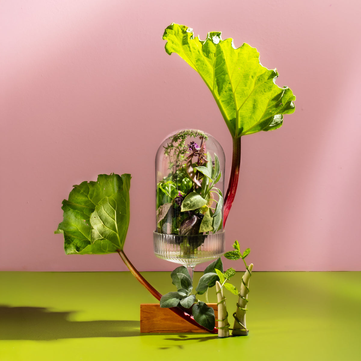 A decorative tabletop arrangement featuring a clear glass dome terrarium filled with small green plants, supported by two large rhubarb stems and leaves on a wooden base, set against a pink wall and bright green surface.