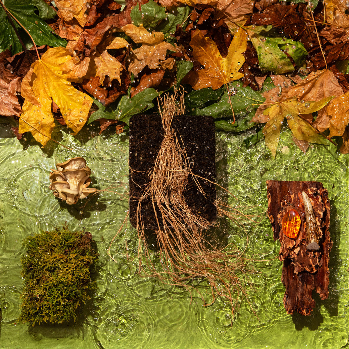 Collection of natural elements including leaves, roots, and a pine cone on a textured green surface.