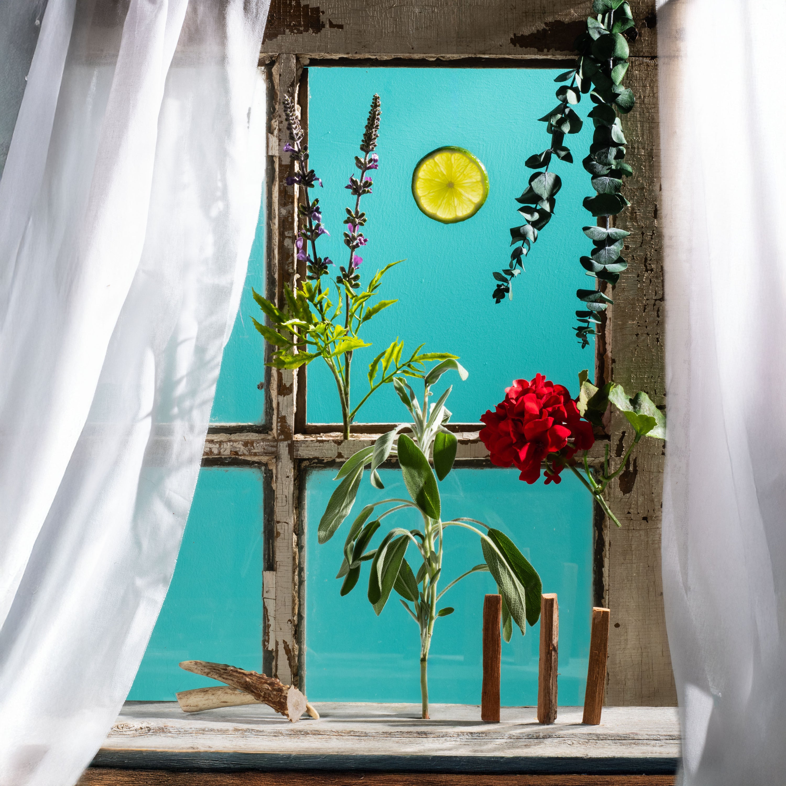 Window view with plants and a lemon slice against a blue sky
