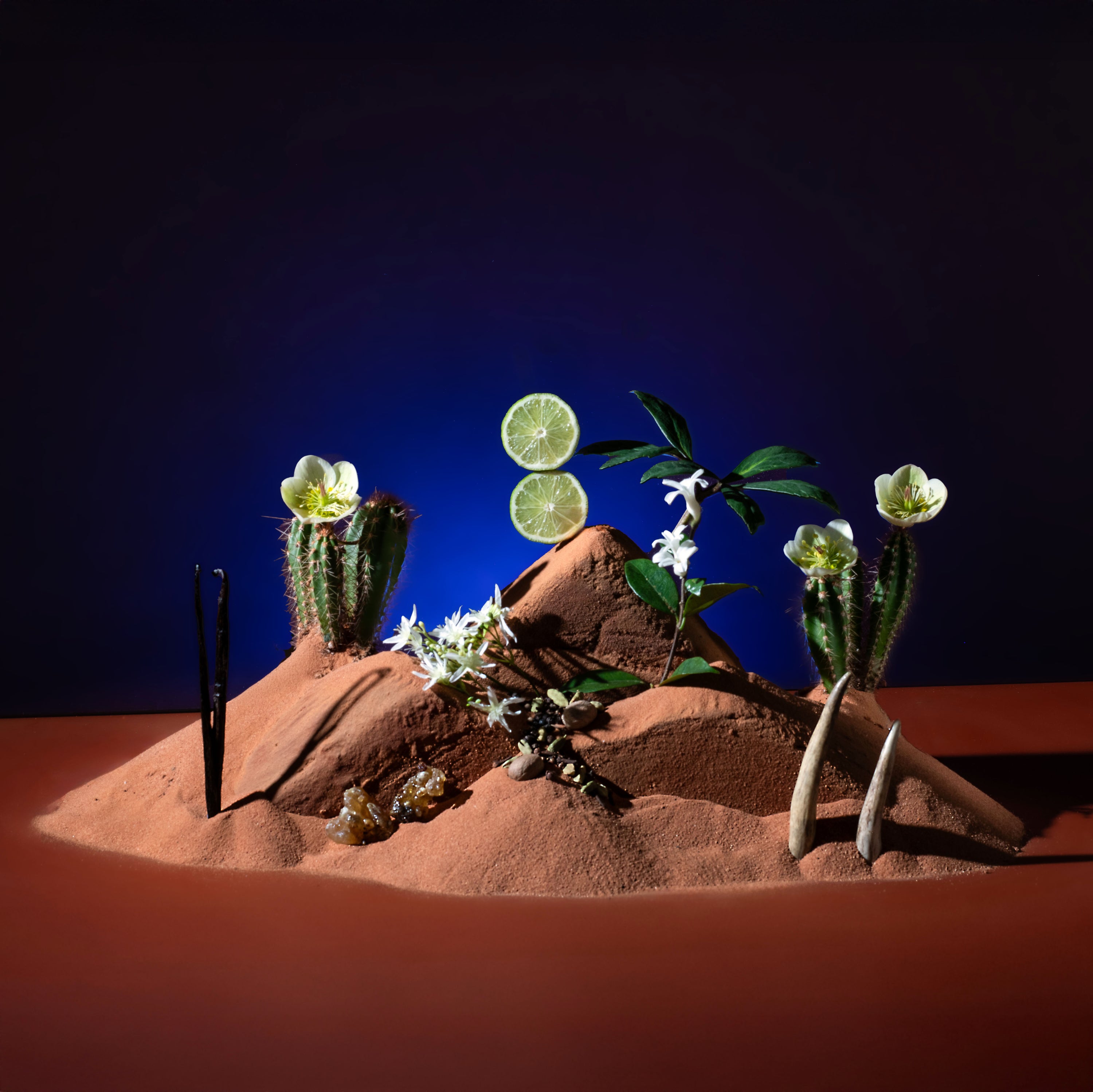 Artistic arrangement of cacti, flowers, and a lime on a red surface with a dark blue background